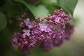 Branch of lilac flowers with green leaves. Big lilac branch bloom. Bright blooms of spring lilacs bush.Bouquet of purple flowers 4 Royalty Free Stock Photo